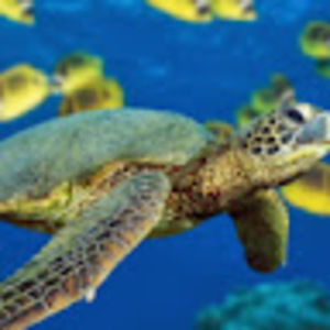 Meet your Posher, Rosanna